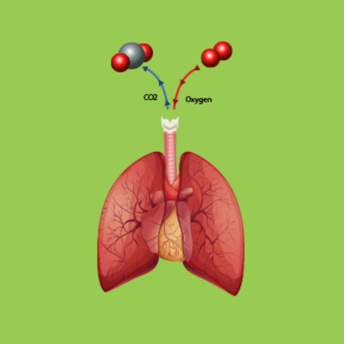 Lung Anatomy